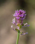 Image de Polygala incarnata L.