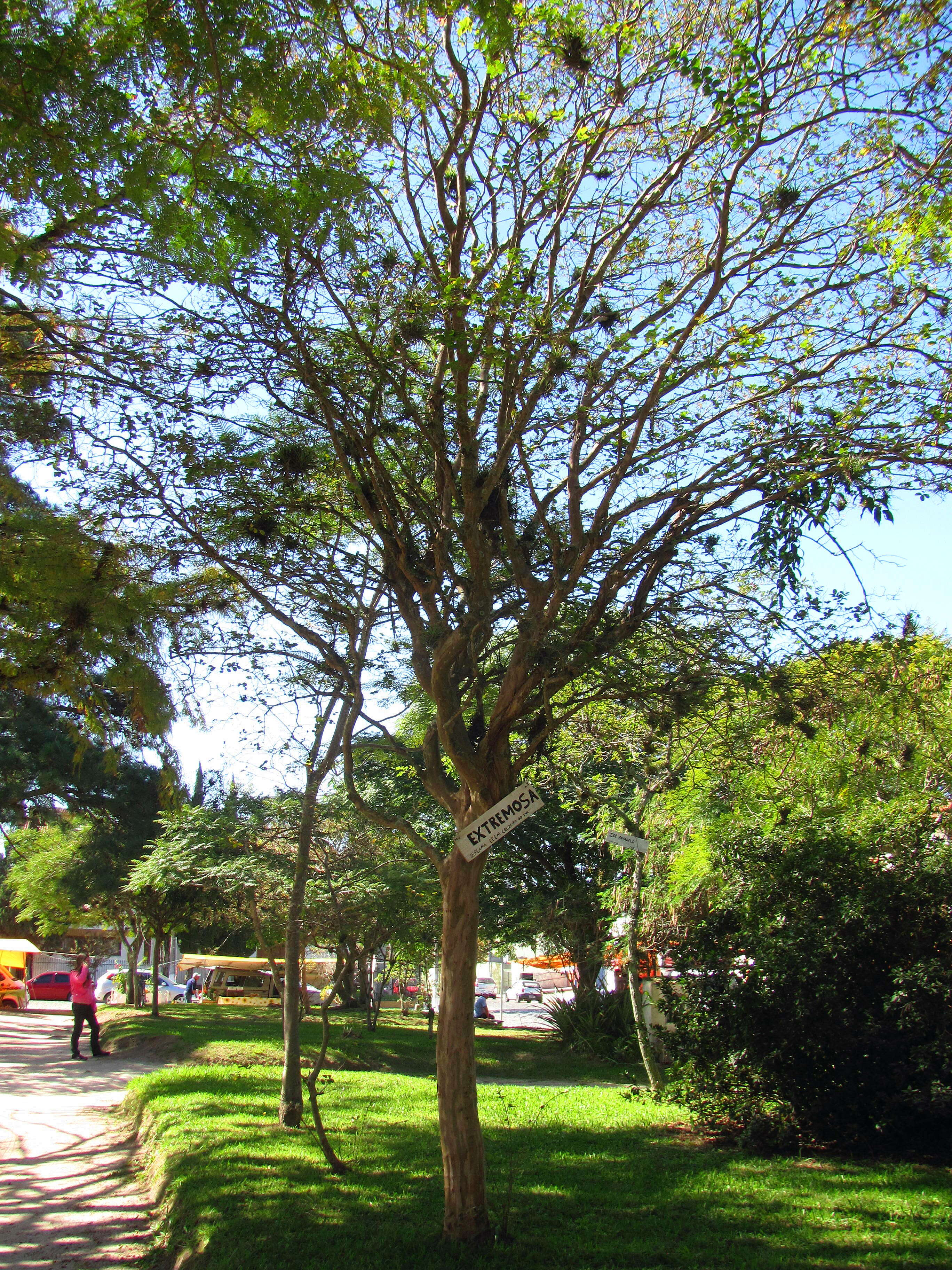 Image of Crape myrtle