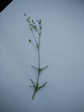 Image of Sabulina tenuifolia (L.) Rchb.