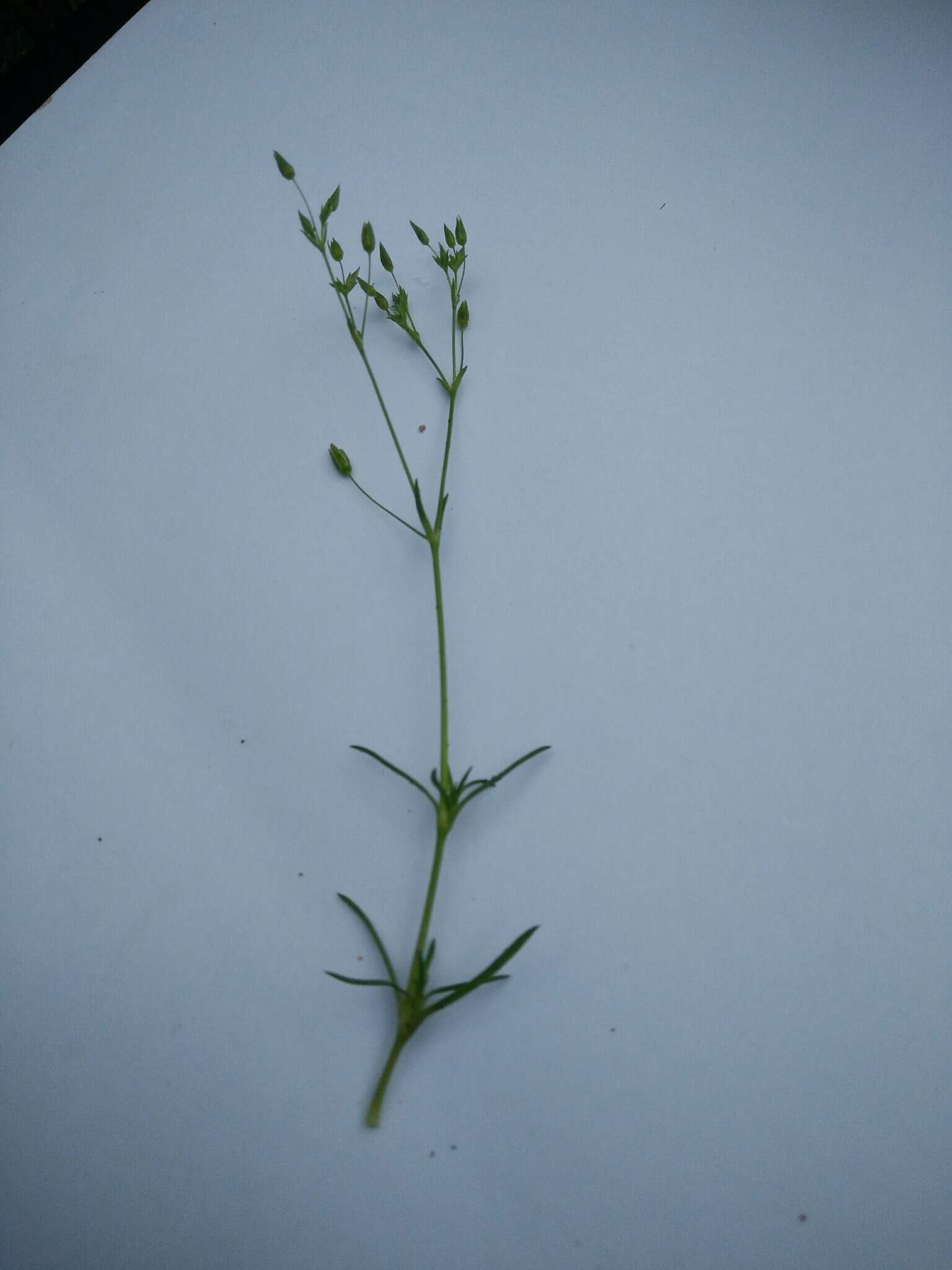 صورة Sabulina tenuifolia (L.) Rchb.