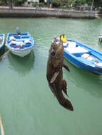 Image of Olive flathead-gudgeon