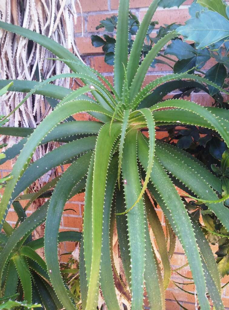 Image of Aloe pluridens Haw.