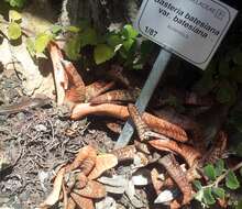 Image of Gasteria batesiana G. D. Rowley