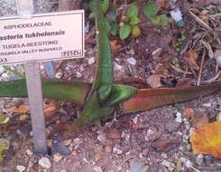 Image of Gasteria tukhelensis van Jaarsv.