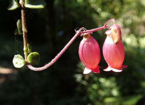 Image of Kalanchoe uniflora