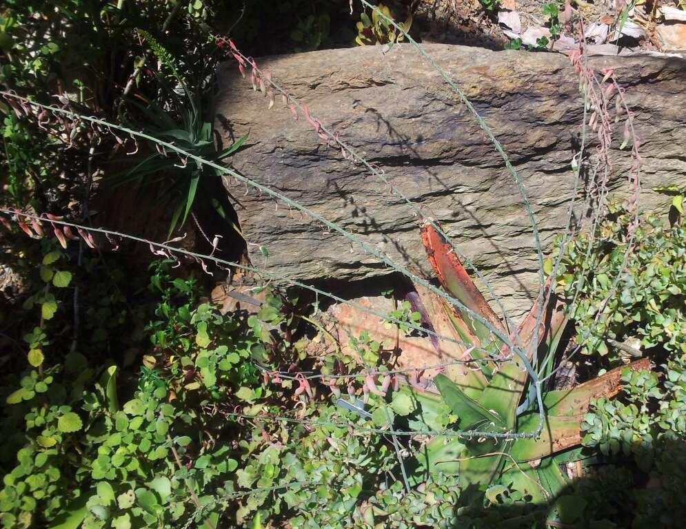 Image of Gasteria excelsa Baker