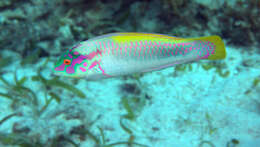 Image of Brownbanded wrasse