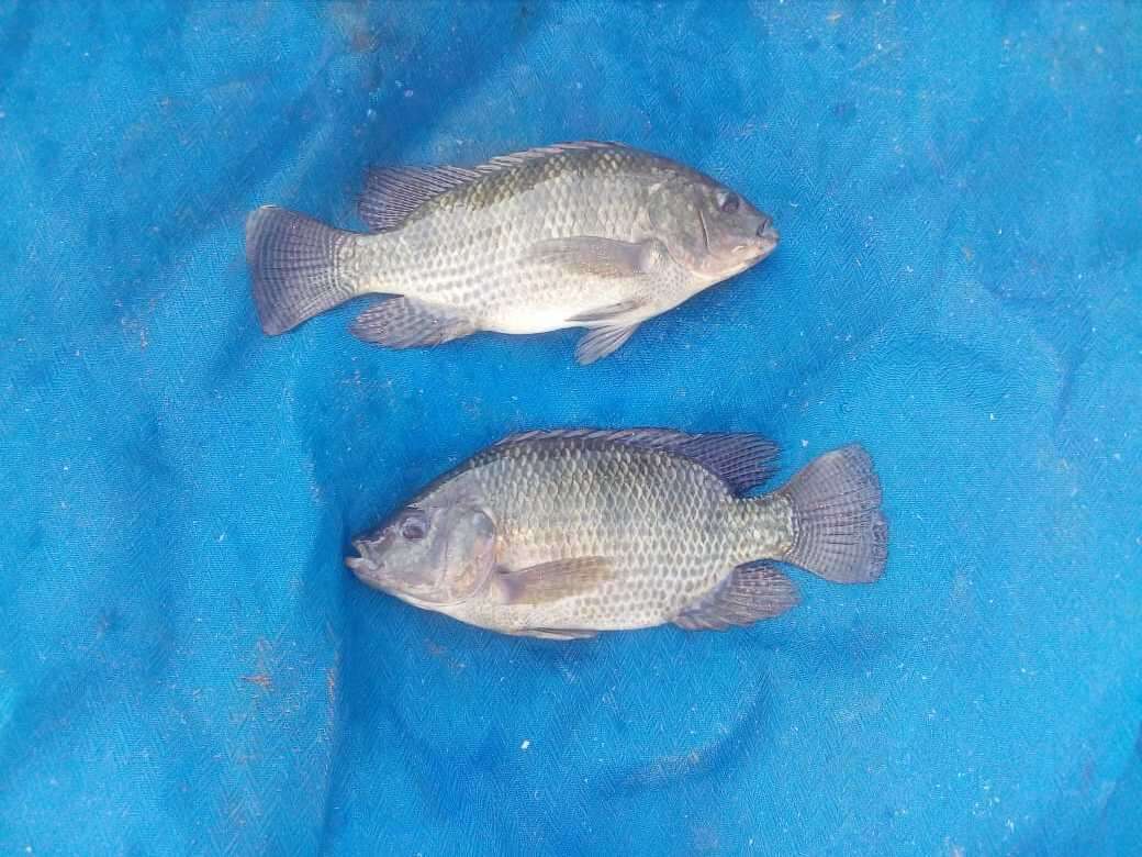 Image de Oreochromis niloticus (Linnaeus 1758)