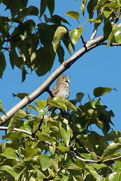 Image of Hermit Thrush