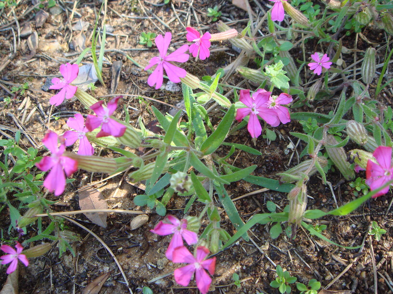 Image of Silene stockenii Chater