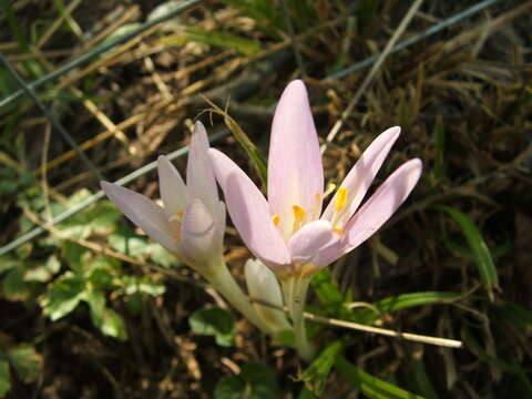 Image of Autumn crocus