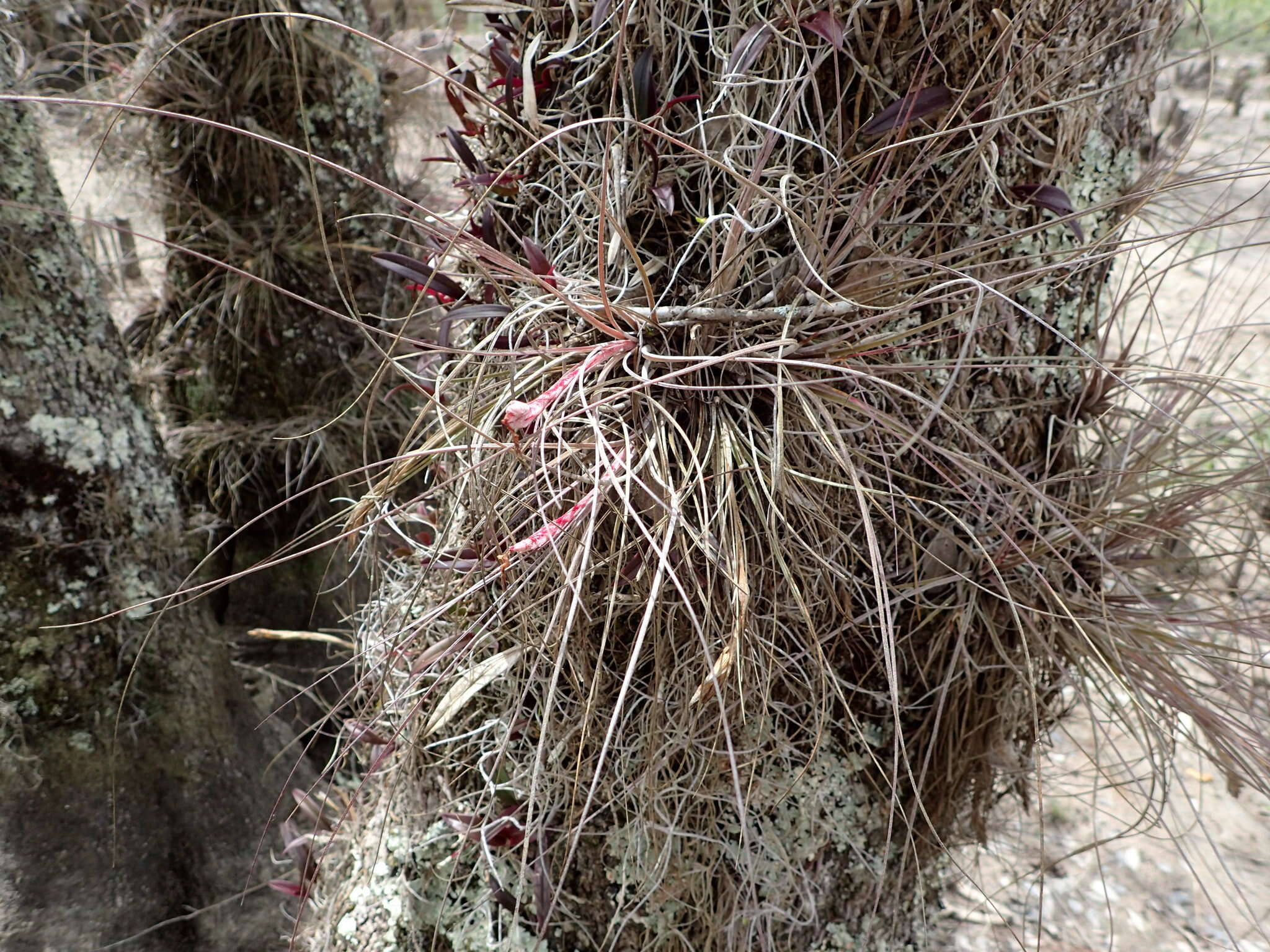 Image of Bartram's airplant