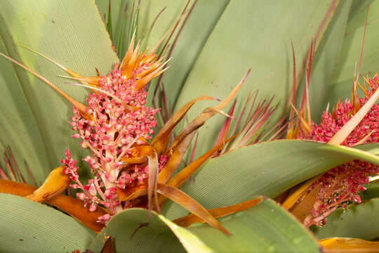 Sivun Richea pandanifolia Hook. fil. kuva