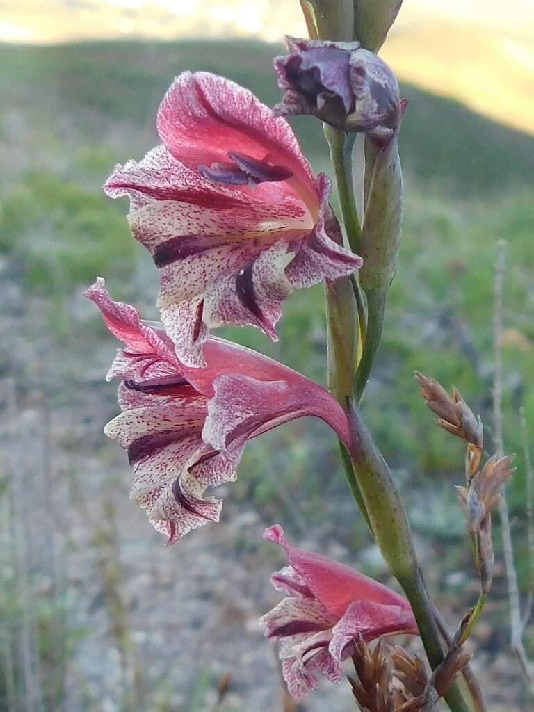 Image of Gladiolus guthriei F. Bolus