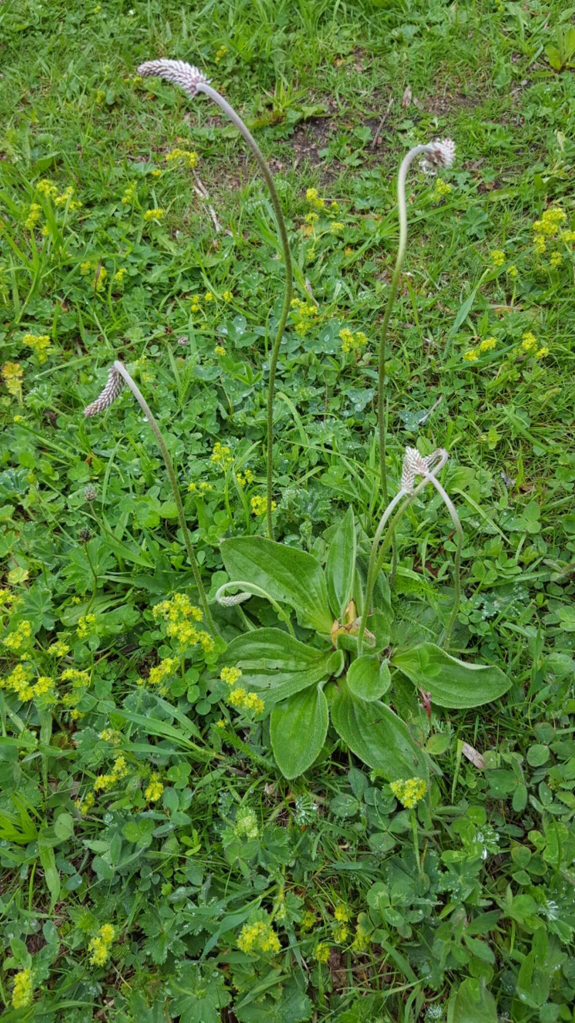 Image de Plantain bâtard