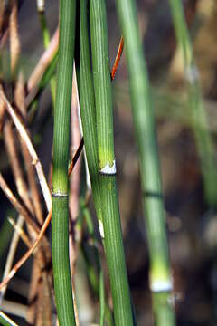 Image of Common Scouring-Rush