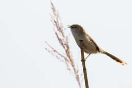 Image of Graceful Prinia