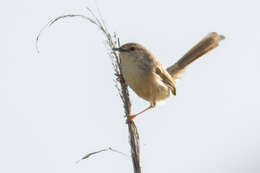 Image of Graceful Prinia