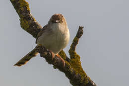 Image of Graceful Prinia