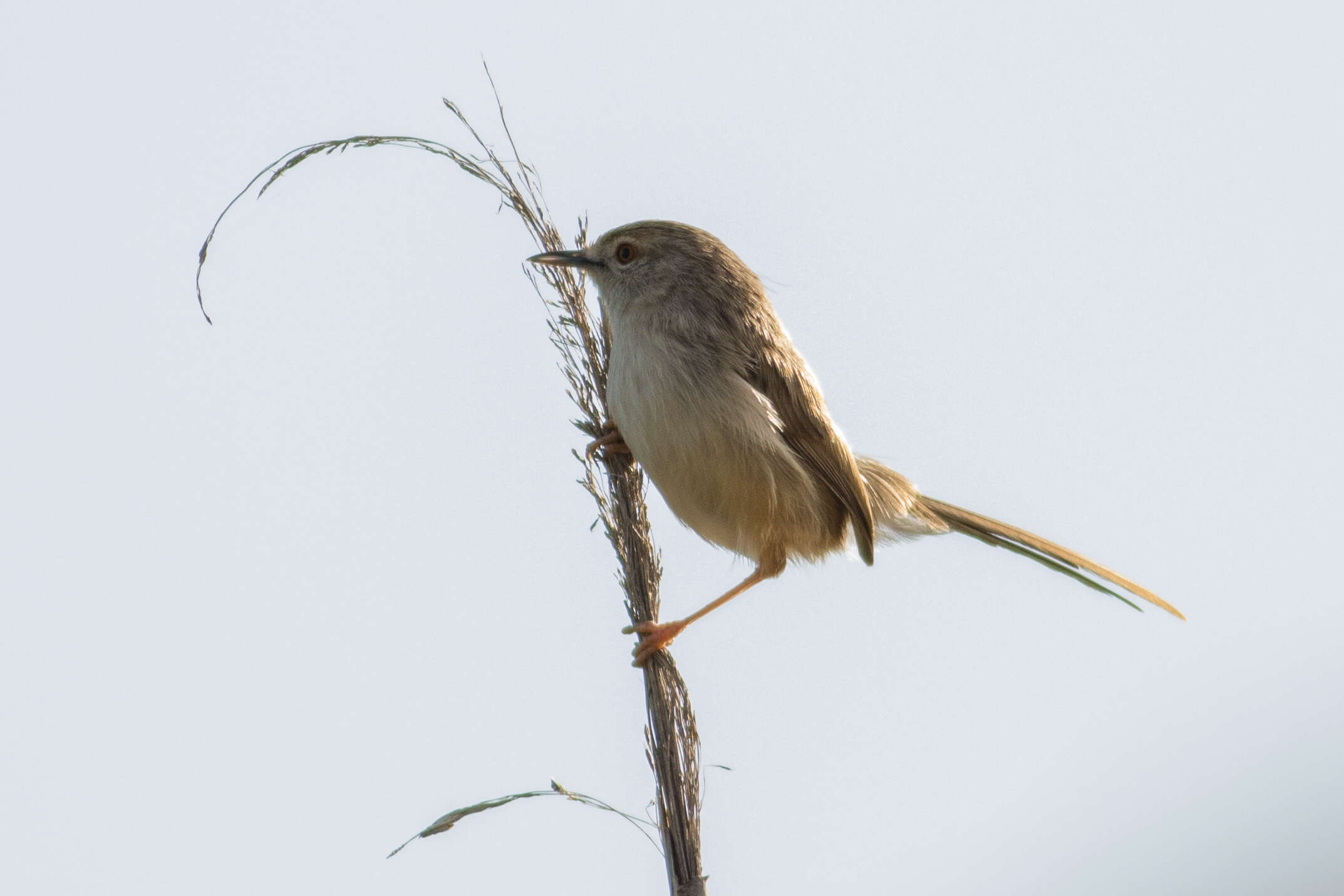 Image of Graceful Prinia