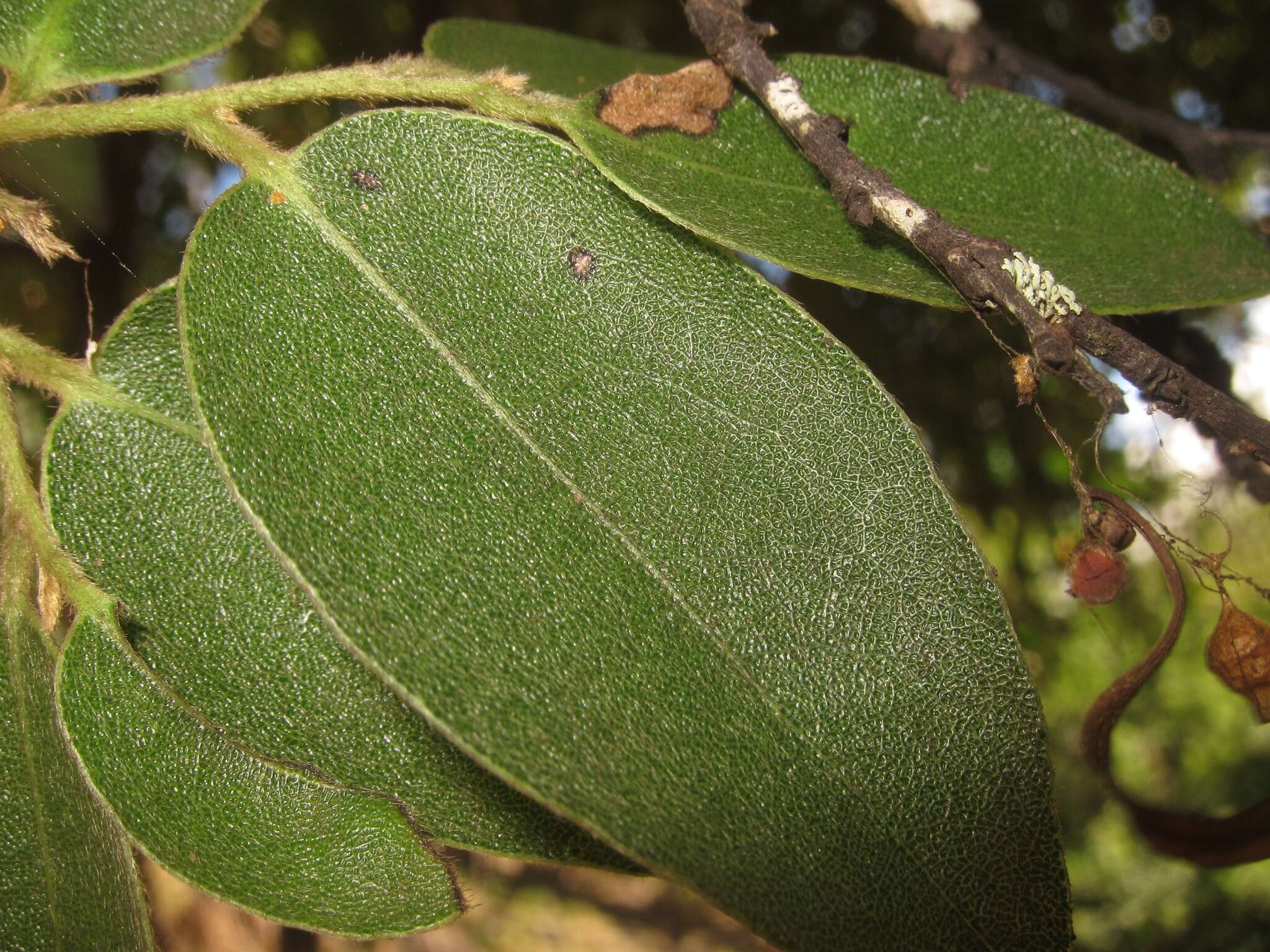 Image de Diospyros hillebrandii (Seem.) Fosberg