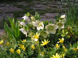 Image of lenten-rose