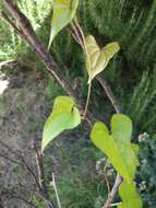 Слика од Dioscorea japonica Thunb.