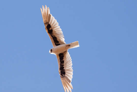 Image of Letter-winged Kite