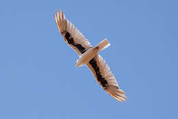 Image of Letter-winged Kite