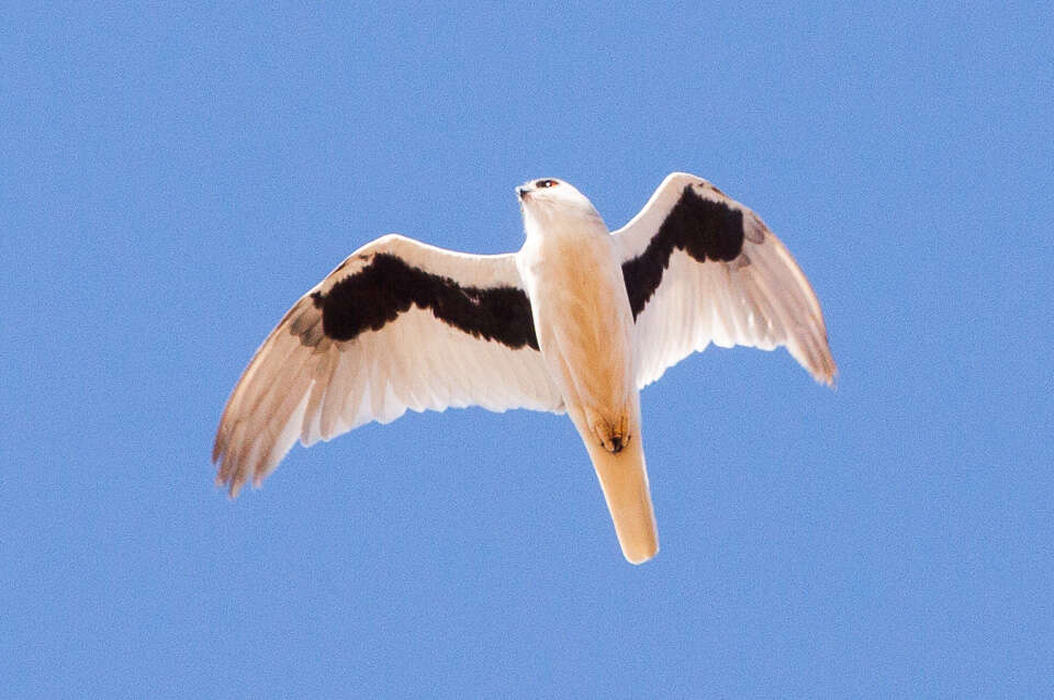 Image of Letter-winged Kite