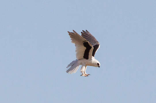 Image of Letter-winged Kite