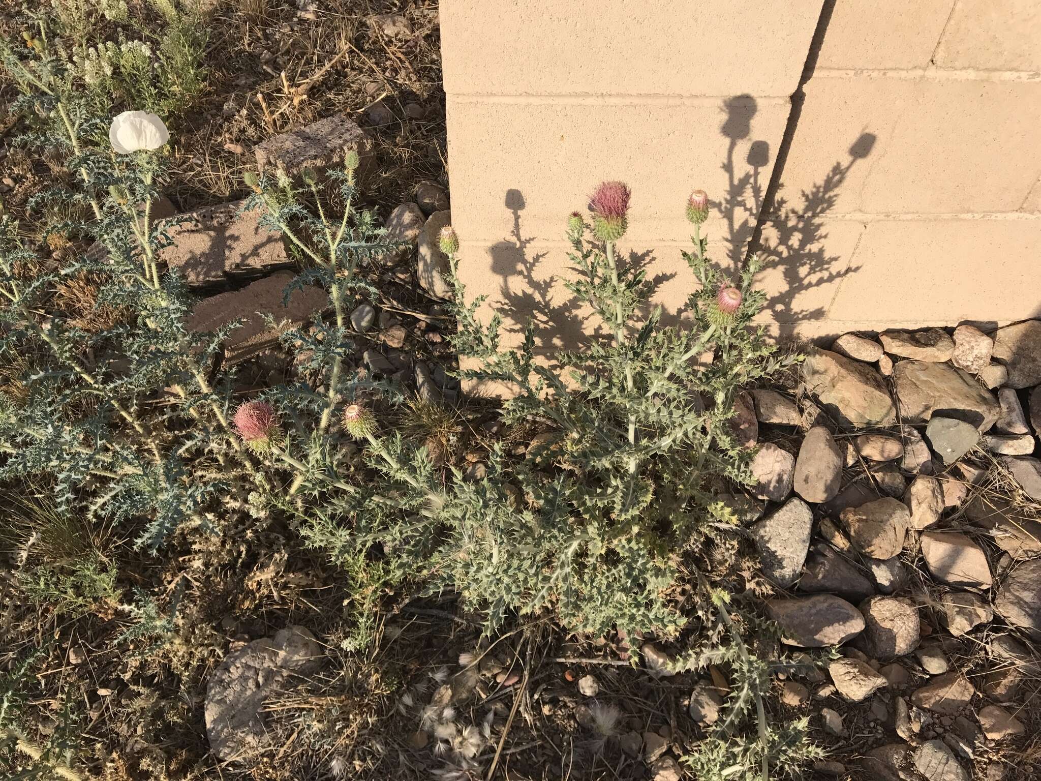 Plancia ëd Cirsium ochrocentrum A. Gray