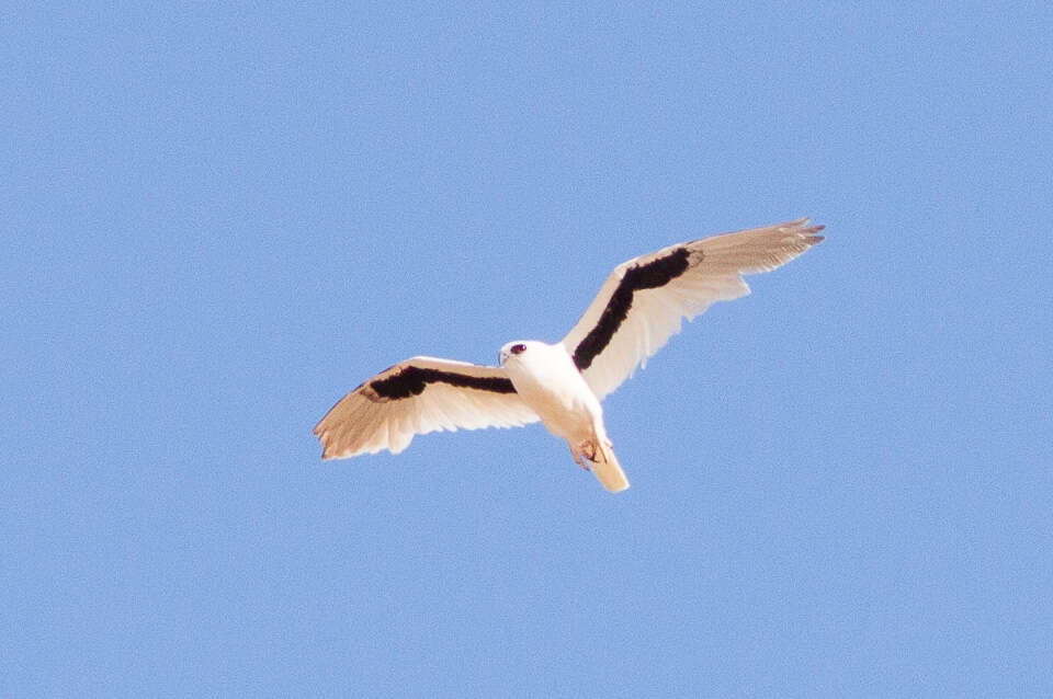 Image of Letter-winged Kite