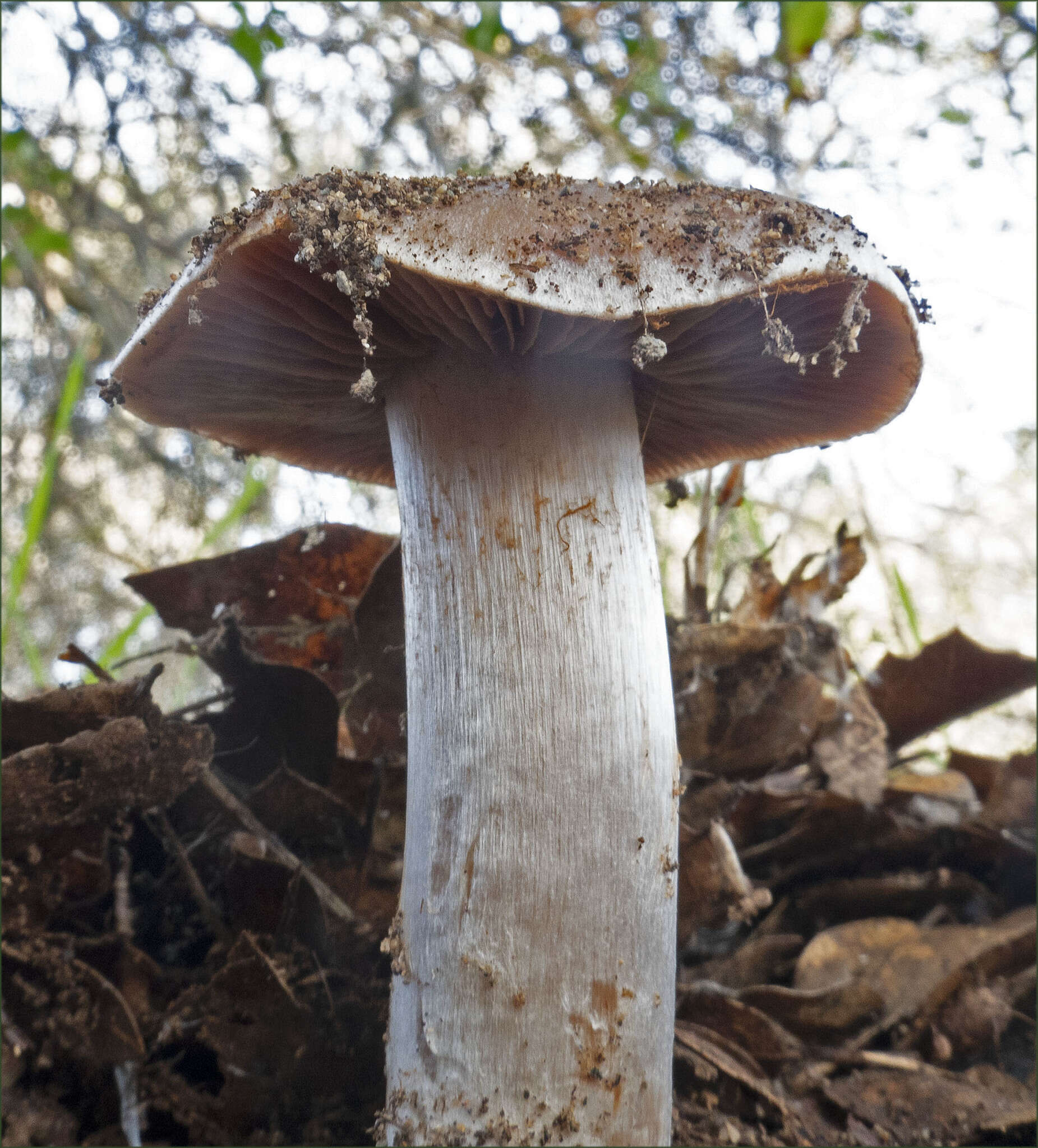 Image of Cortinarius albofragrans Ammirati & M. M. Moser 1997