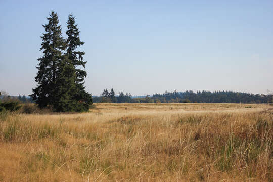 Image of Mazama Pocket Gopher