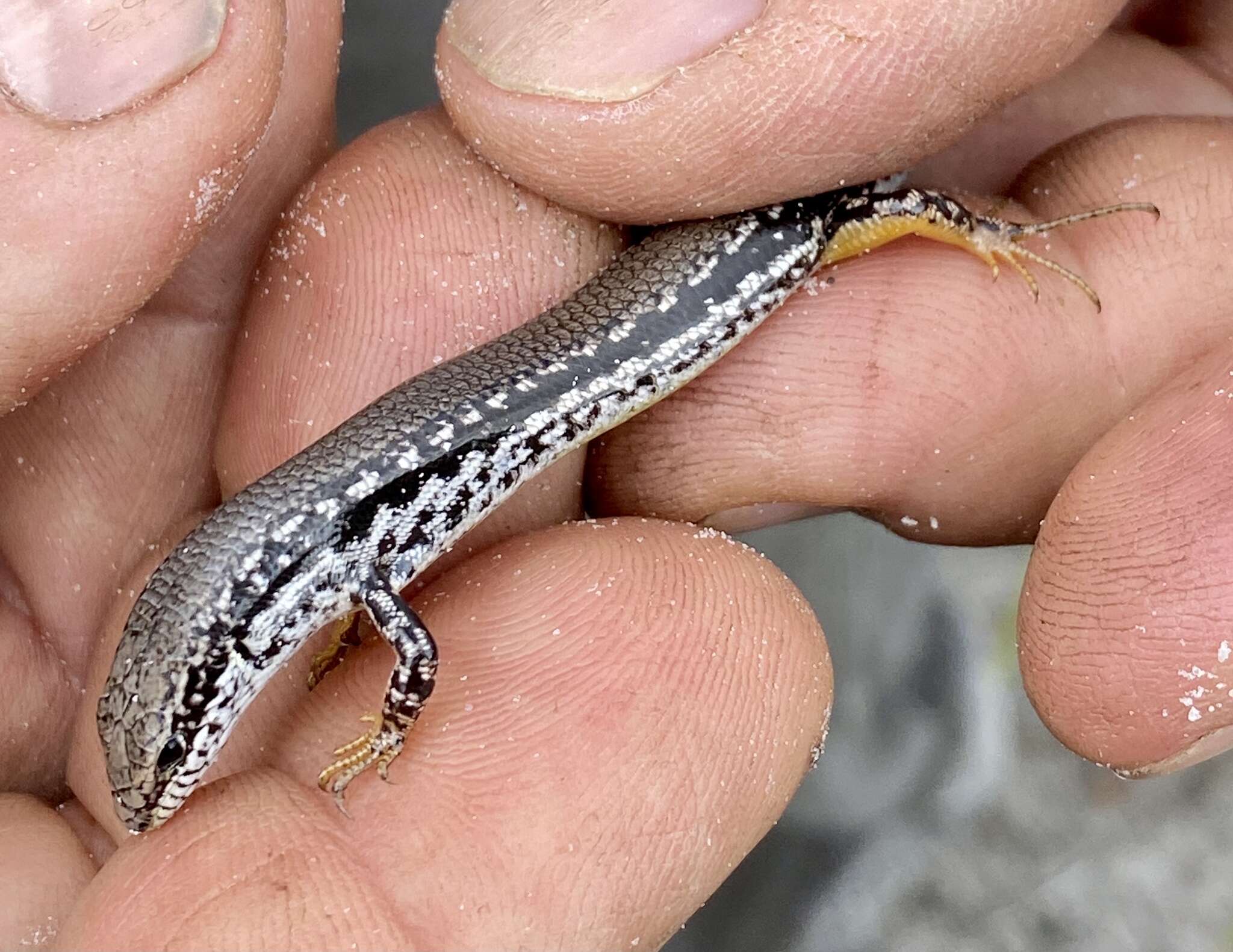 Слика од Ctenotus gemmula Storr 1974