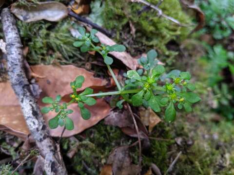 Image of Sedum actinocarpum Yamam.