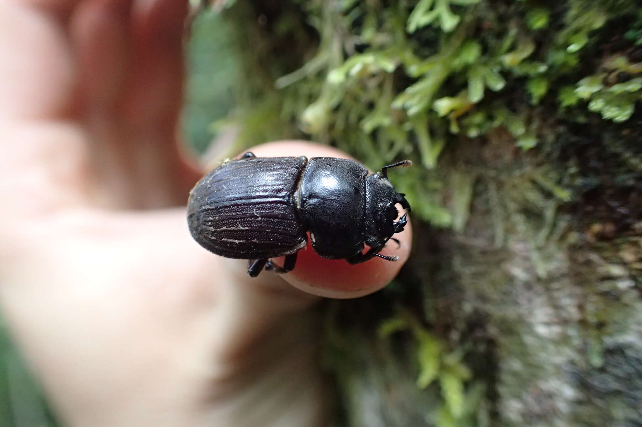 Image of Helms' stag beetle