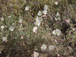 Слика од Oenothera pallida Lindl.