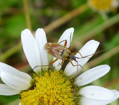 Calocoris roseomaculatus (De Geer 1773)的圖片