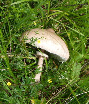 Macrolepiota mastoidea (Fr.) Singer 1951 resmi