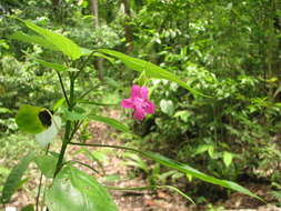 Image of Ruellia pereducta Standl. ex Lundell