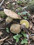 Image of Iodine bolete