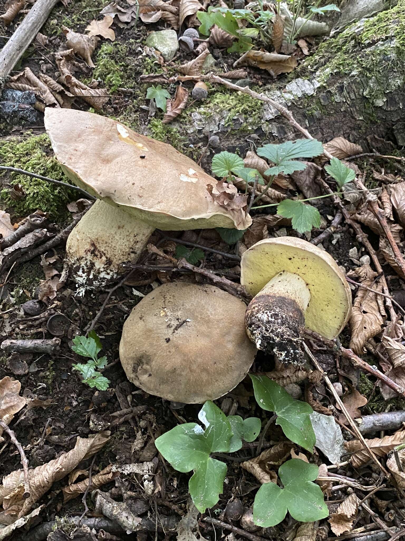 Image of Iodine bolete