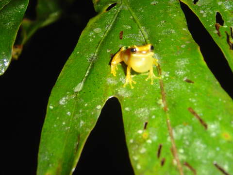 Image of San Carlos Treefrog