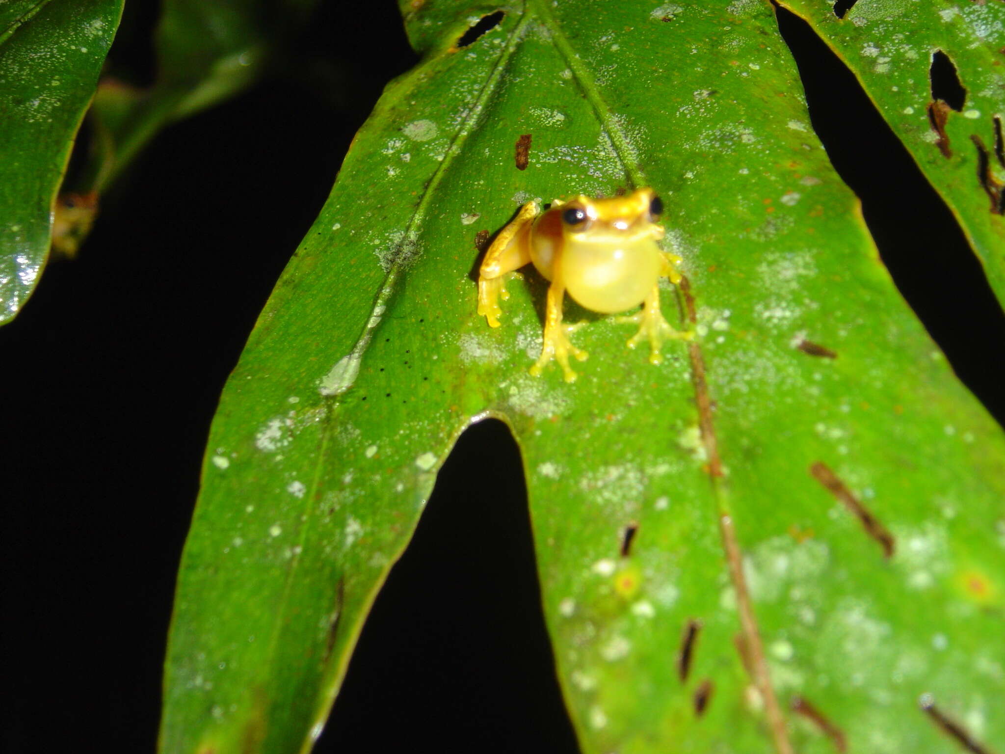 Imagem de Dendropsophus phlebodes (Stejneger 1906)