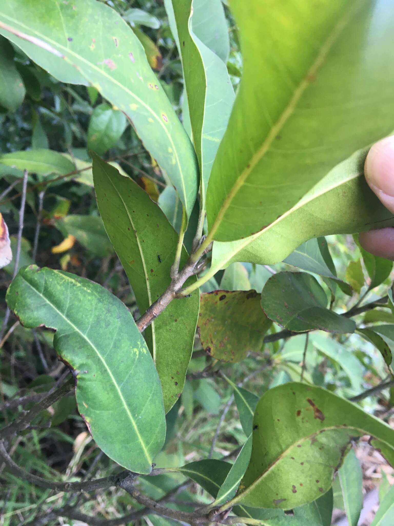 Pleioluma queenslandica (P. Royen) Swenson resmi