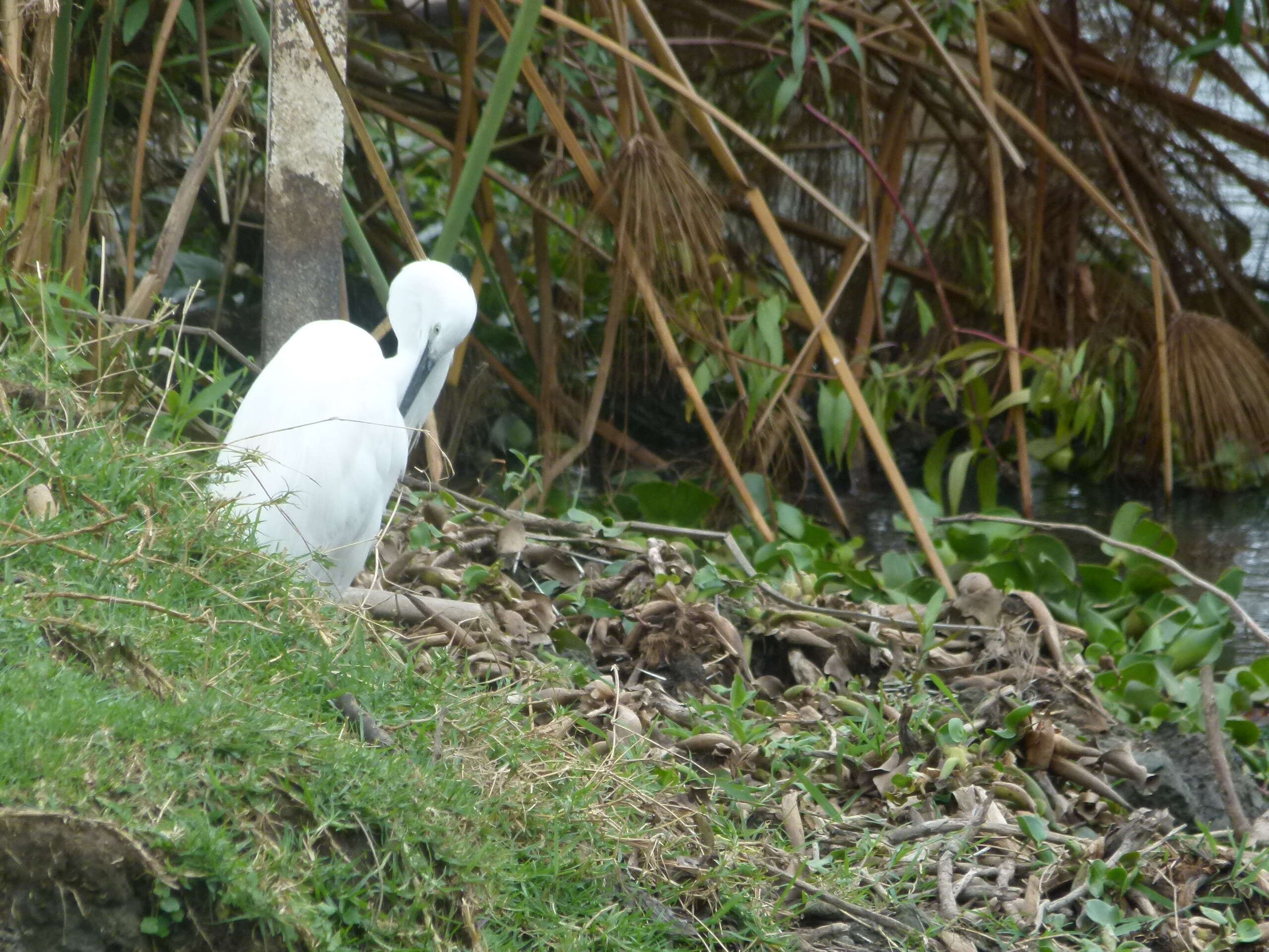 Image of Little Egret