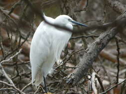 Image of Little Egret