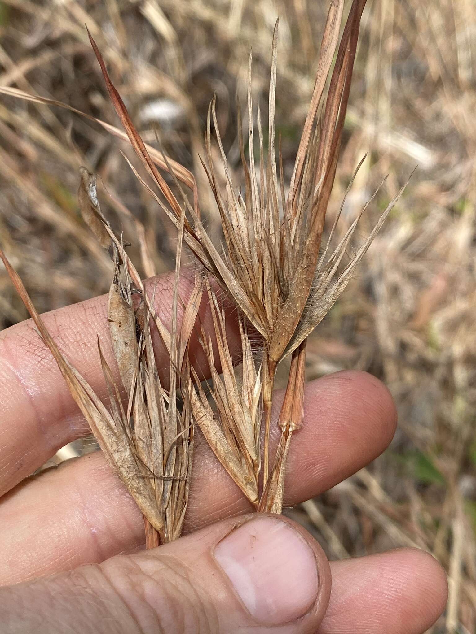 Image of Christmas grass